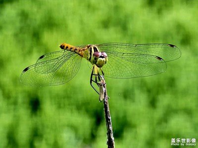 一只蜻蜓