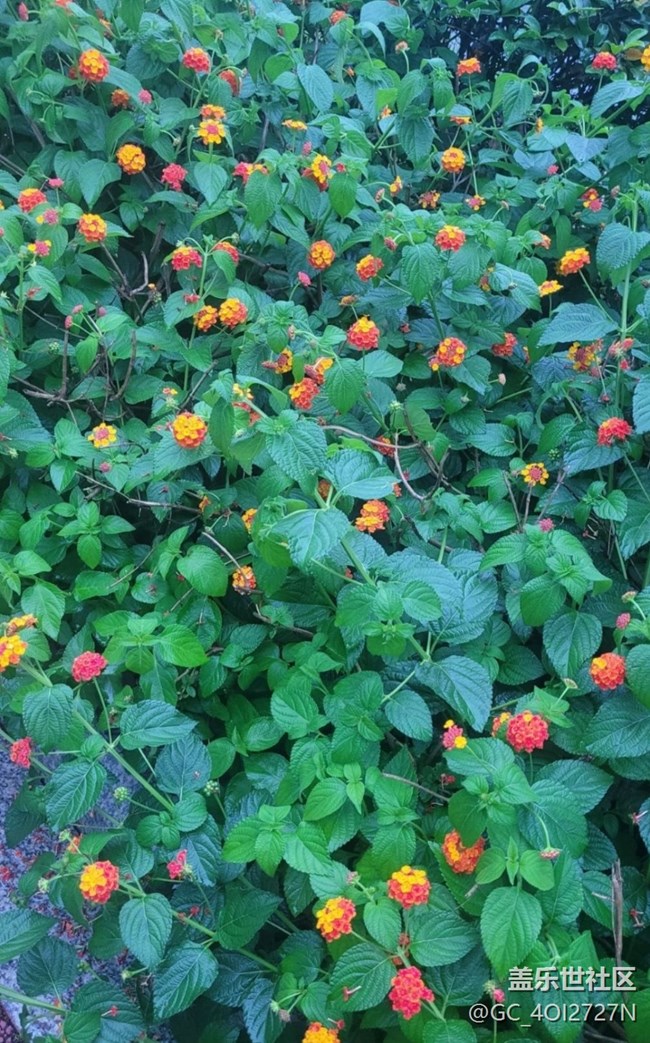 【金色秋天】五色梅