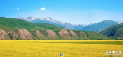 行行攝攝·伊犁油菜花海翻金浪