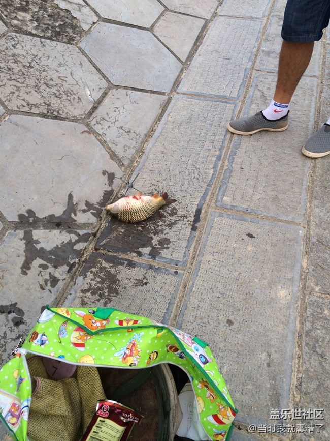 太殘忍了，不帶這么釣的~