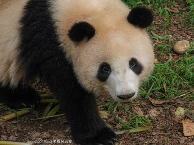 Galaxy S23Ultra   在成都大熊貓繁育研究基地