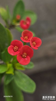 送你幾朵小紅花，哈哈