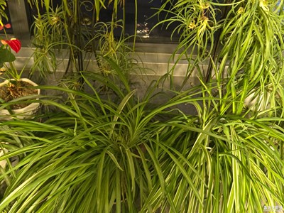 【金九銀十迎雙節(jié)】植物