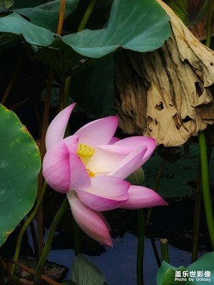 【中秋故事】晚荷