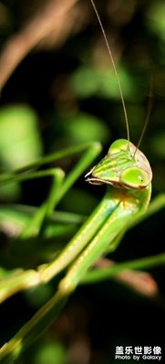 三星手機的微距分享