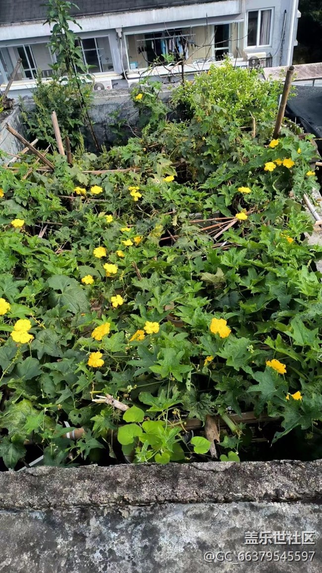 【金色秋天】豐收季