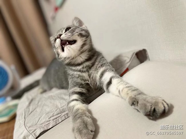 【Galaxy影像】第一期+擼貓