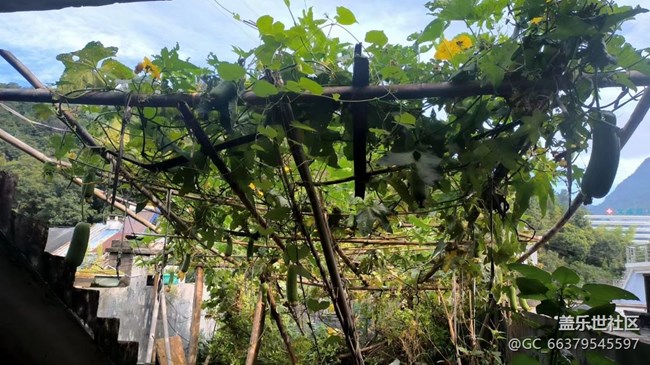 【金色秋天】豐收季