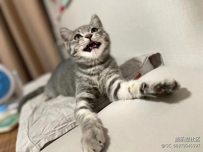 【Galaxy影像】第一期+擼貓