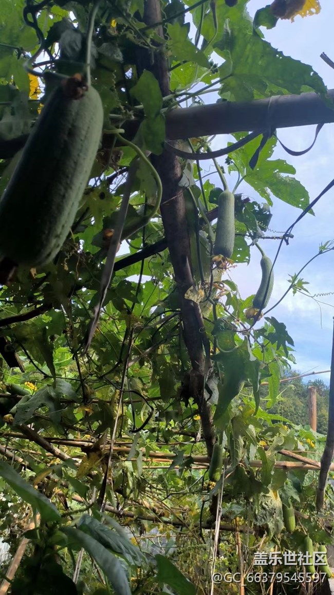 【金色秋天】豐收季