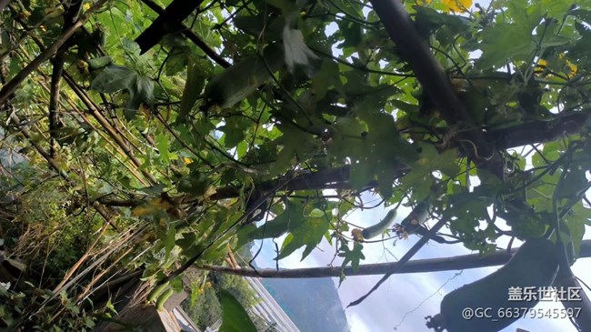 【金色秋天】豐收季