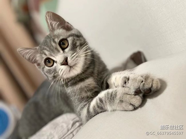 【Galaxy影像】第一期+擼貓