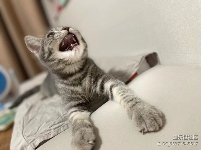 【Galaxy影像】第一期+擼貓