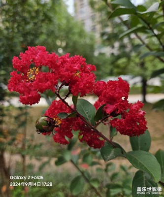 【隨拍分享】最愛花花草草