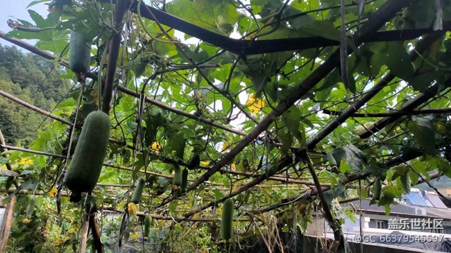 【金色秋天】豐收季