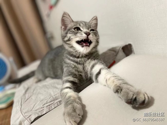 【Galaxy影像】第一期+擼貓