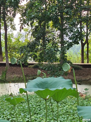 【中秋故事】+秋日荷塘