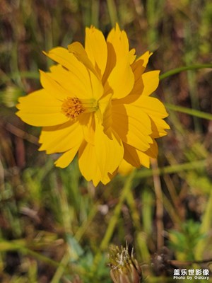 【金九銀十迎雙節(jié)】+金光燦燦