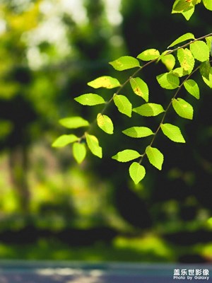 【中秋故事】+賞秋