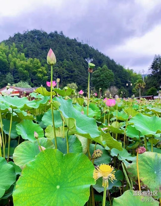 【Galaxy影像】第一期+荷末