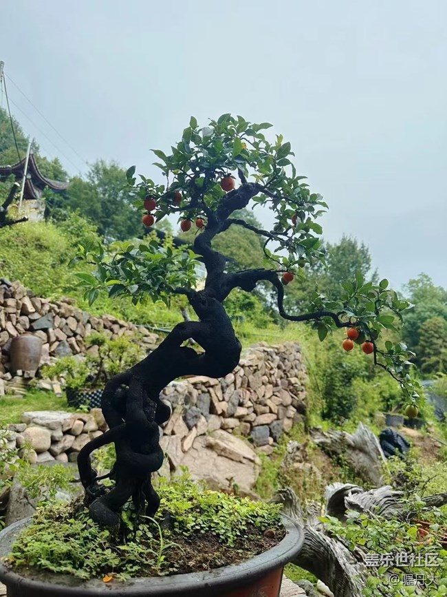 【金色秋天】秋季園林