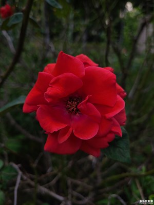 【中秋故事】+秋天的花朵