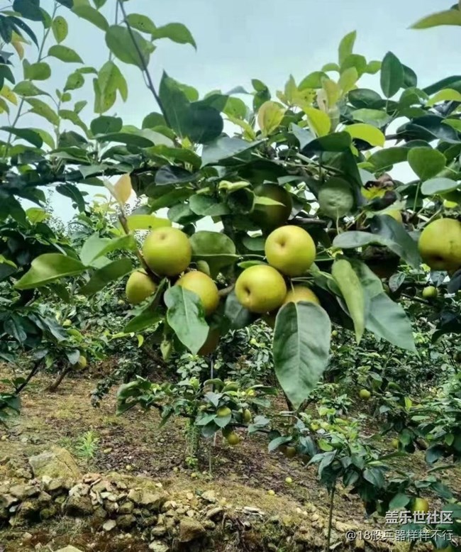 【金色秋天】摘梨