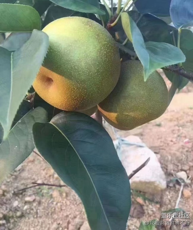 【金色秋天】摘梨