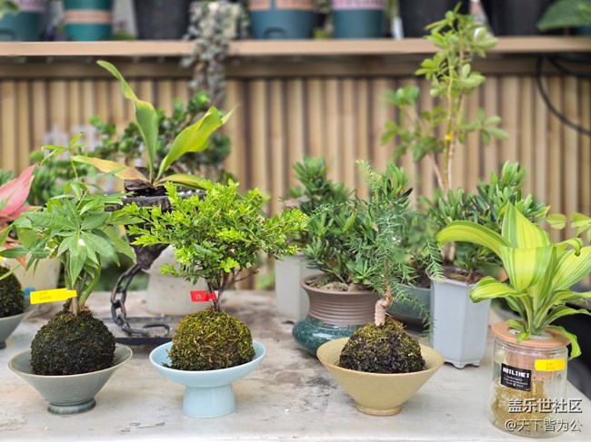 【蟠龍?zhí)斓刂星锞€下攝影活動(dòng)】+三星手機(jī)攝影