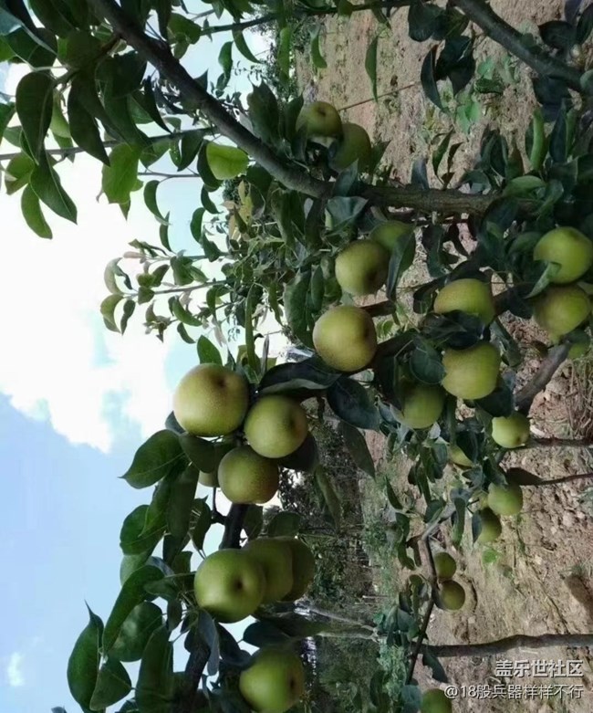 【金色秋天】摘梨