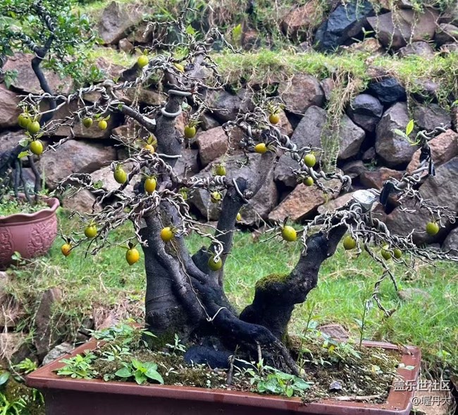 【金色秋天】秋季園林