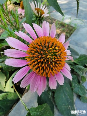 【金九銀十迎雙節(jié)】+中秋快樂