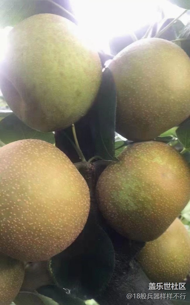 【金色秋天】摘梨