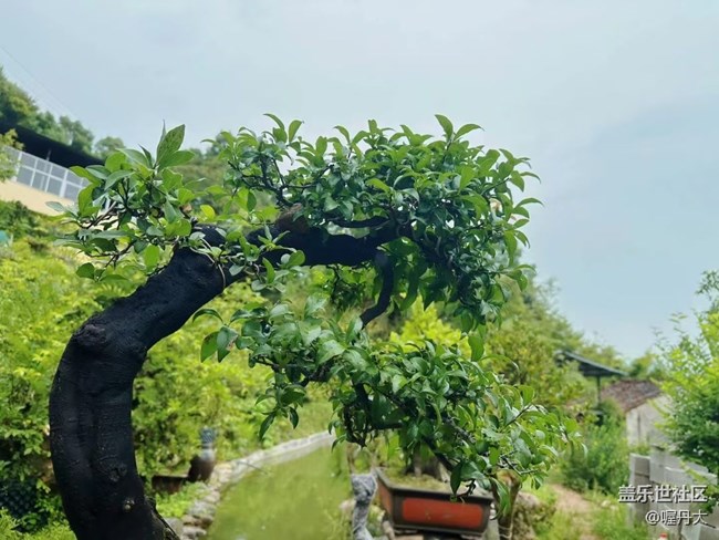 【金色秋天】秋季園林