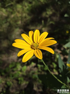 【金九銀十迎雙節(jié)】賞花