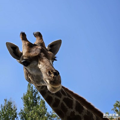 動物園 中秋快樂