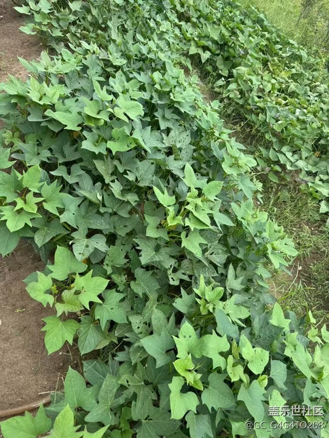 【金色秋天】收成