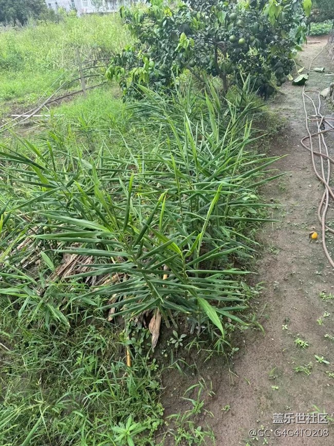 【金色秋天】收成