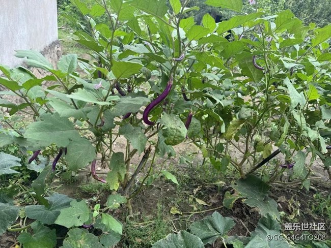 【金色秋天】收成