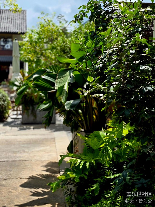 #遠近皆宜——過中秋