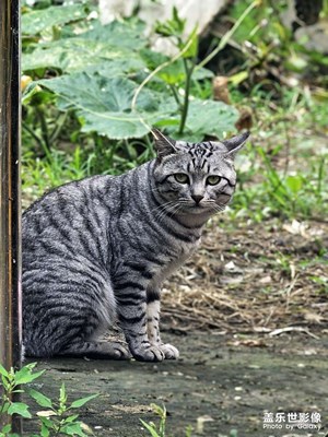 【中秋故事】+遇到的小流浪