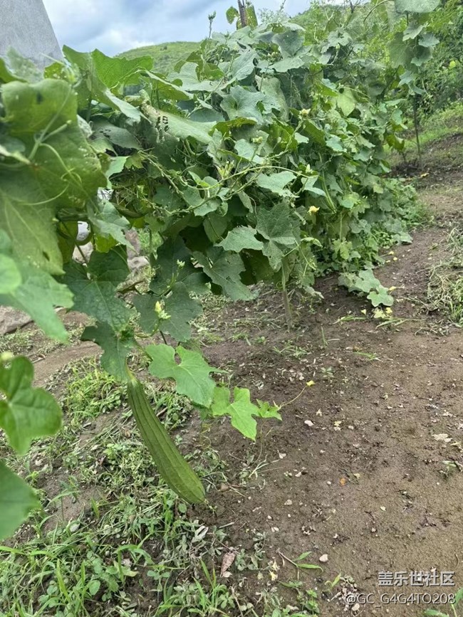 【金色秋天】收成