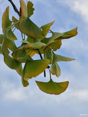 【中秋故事】+銀杏