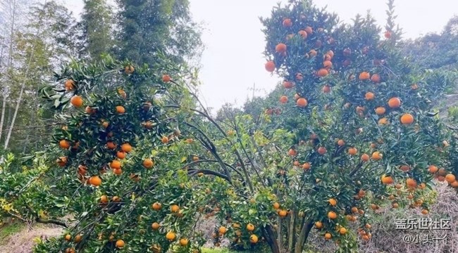 【金色秋天】柑橘