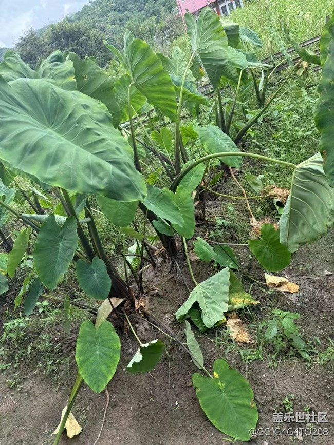 【金色秋天】收成