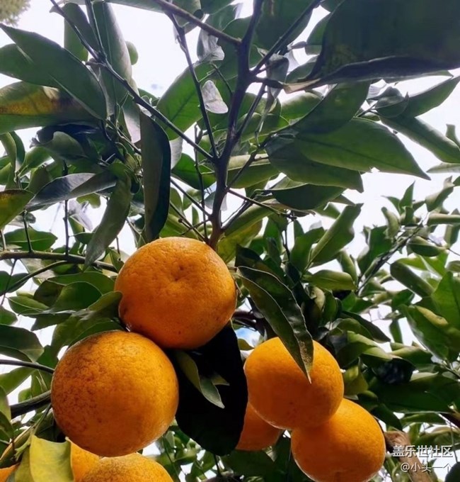 【金色秋天】柑橘