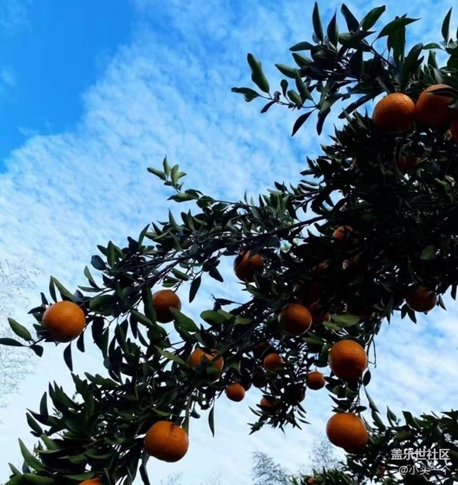 【金色秋天】柑橘