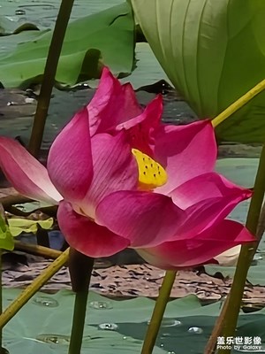 【金九銀十迎雙節(jié)】+ 荷花