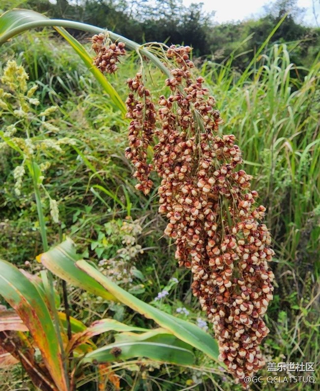 【金色秋天】高粱熟了