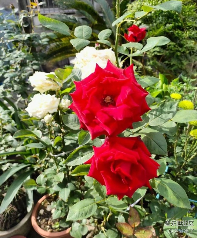 【Galaxy影像】第一期+漂亮的花兒